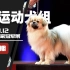 【解说】非运动犬组-2021美国国家冠军犬展第二期