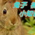 【科普】你家兔子可能看不见你……你不知道的兔子视力小知识！