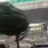 实拍海南台风天气：树被吹变形 市民狂风暴雨中艰难行走