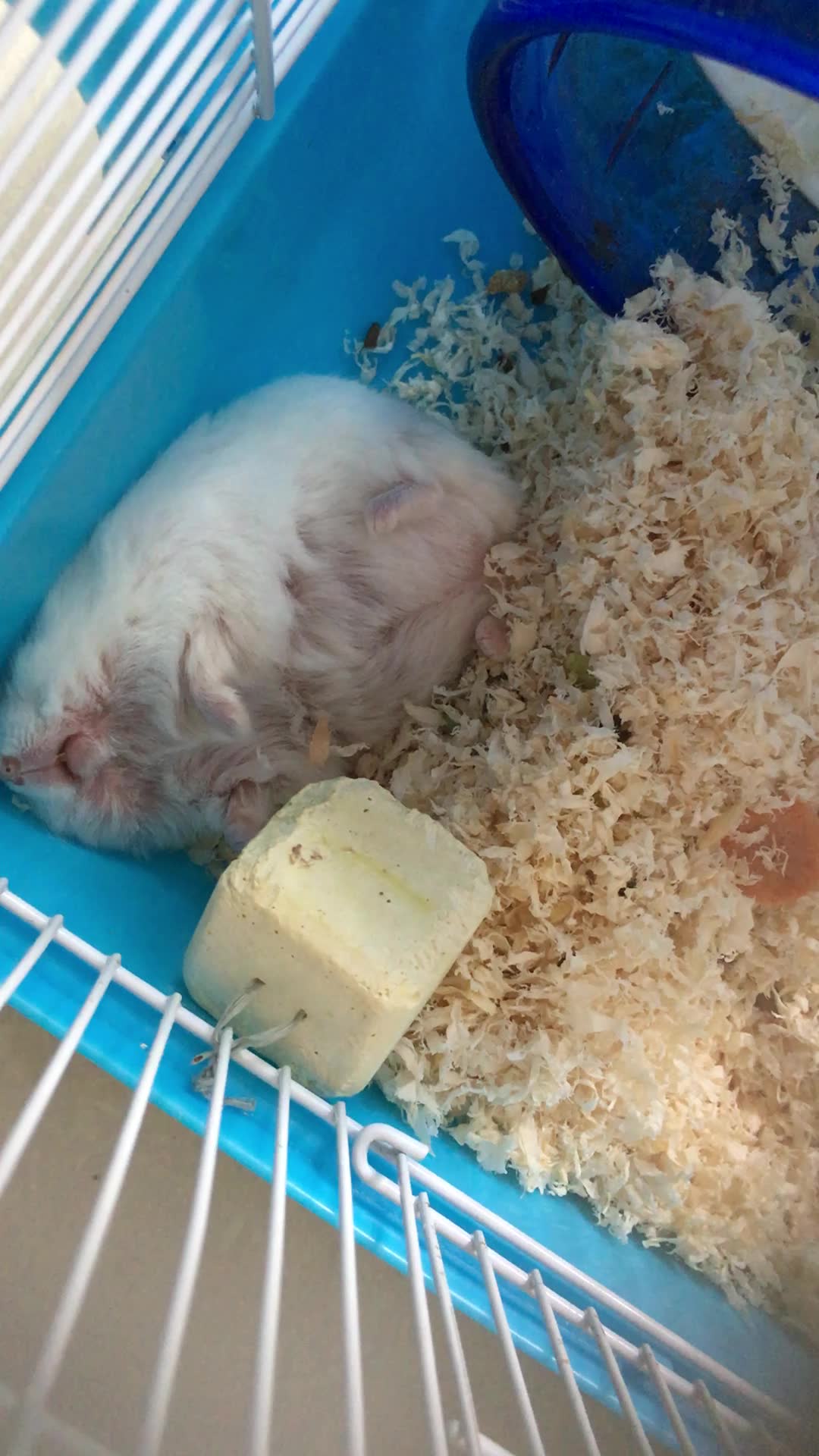 仓鼠银狐 阿狐睡觉做梦