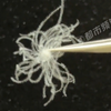 羽绒飞丝傻傻分不清楚？一个视频带你认识不同形态的羽绒