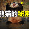 熊猫：一种真实存在的上古恐惧，为什么只有人类觉得大熊猫很可爱？为什么大熊猫在大自然中拒绝伪装？为什么熊猫不怕摔？大熊猫当真能吃铁吗？有关熊猫的秘密，这里一定还有