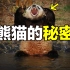 熊猫：一种真实存在的上古恐惧，为什么只有人类觉得大熊猫很可爱？为什么大熊猫在大自然中拒绝伪装？为什么熊猫不怕摔？大熊猫当
