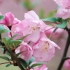 BMPCC 4K 拍摄海棠花