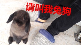 兔子为什么一直跟着我 69bb56cb6a96279236105a05a96f9f2c533b889d.jpg@280w_158h_1c_100q.jpg