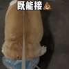 一个网兜作用大，既能接屎又能打架