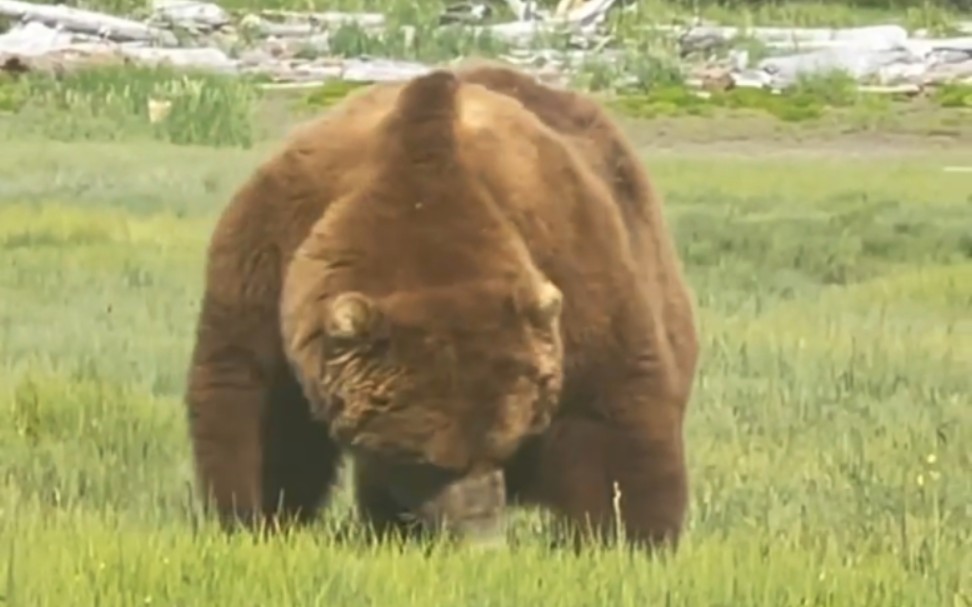 半岛巨熊中的顶级熊王 正面宽厚如坦克！