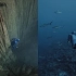 【1080P】神秘的水下世界，法国自由潜水员Guillaume Nery的短片《One breath around th