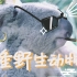 【动物园的各种小动物】【广州长隆野生动物园之行】