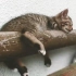 【冬日暖心流浪猫广告：记得敲敲引擎盖】天气越来越冷，流浪的猫咪们没有藏身之所。它们就最喜欢躲在车辆轮胎上或者引擎盖里，所