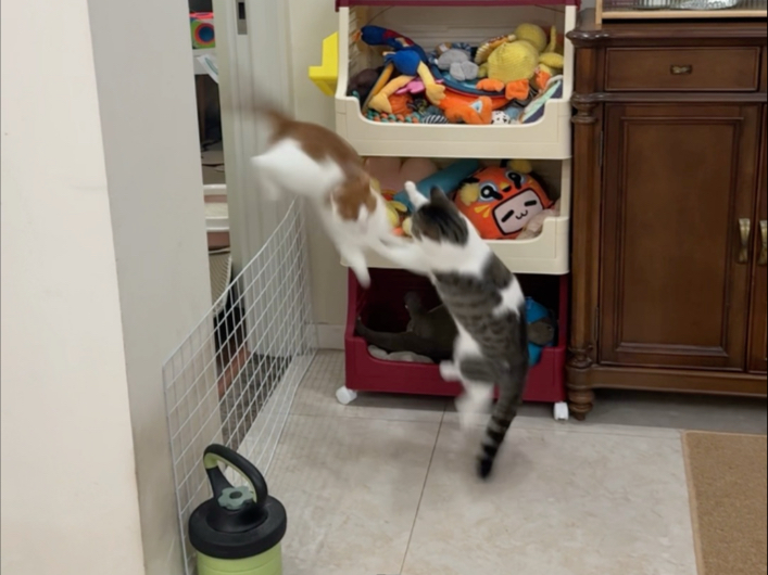都说这是猫咪的天性，但我这们家这么多只猫只有小迪有这个爱好