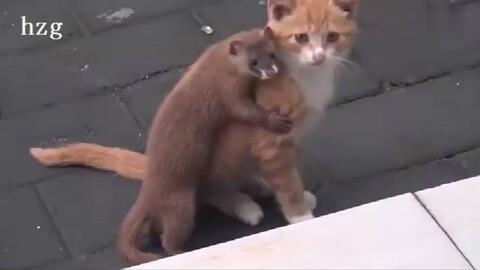 战斗力最强的猫强到何种程度 69f6ec2cd08c4e653a7231a75f56d797828eabae.jpg@480w_270h_1c