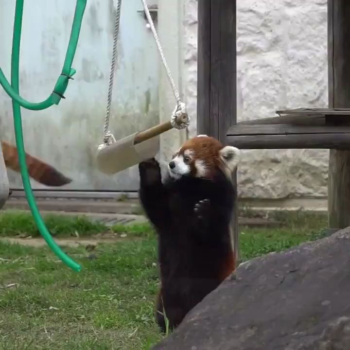 小熊猫 疫情期间天王寺动物园里不用接客的娃 哔哩哔哩 つロ干杯 Bilibili