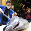 【日本美食】名古屋 美人店主的魚店人气爆满，金枪鱼解体秀
