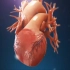 3D动画——人体解剖生理构造～心脏