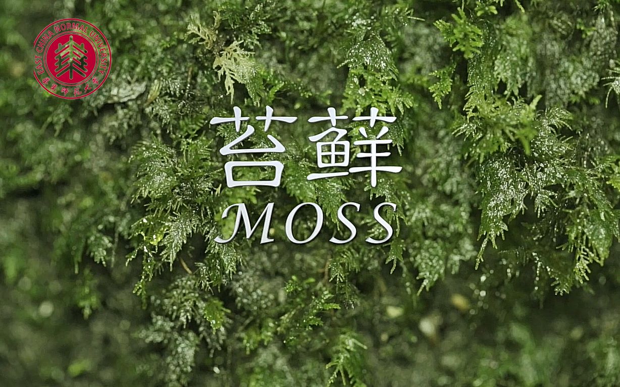 小生灵大作用：苔藓