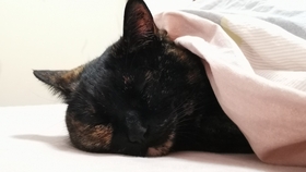 怎么哄猫咪睡觉最好 6a140708103ef2425a28a603dffe7b3e66fec022.jpg@280w_158h_1c_100q.jpg