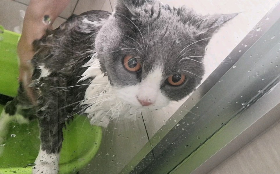 猫猫洗澡 -下