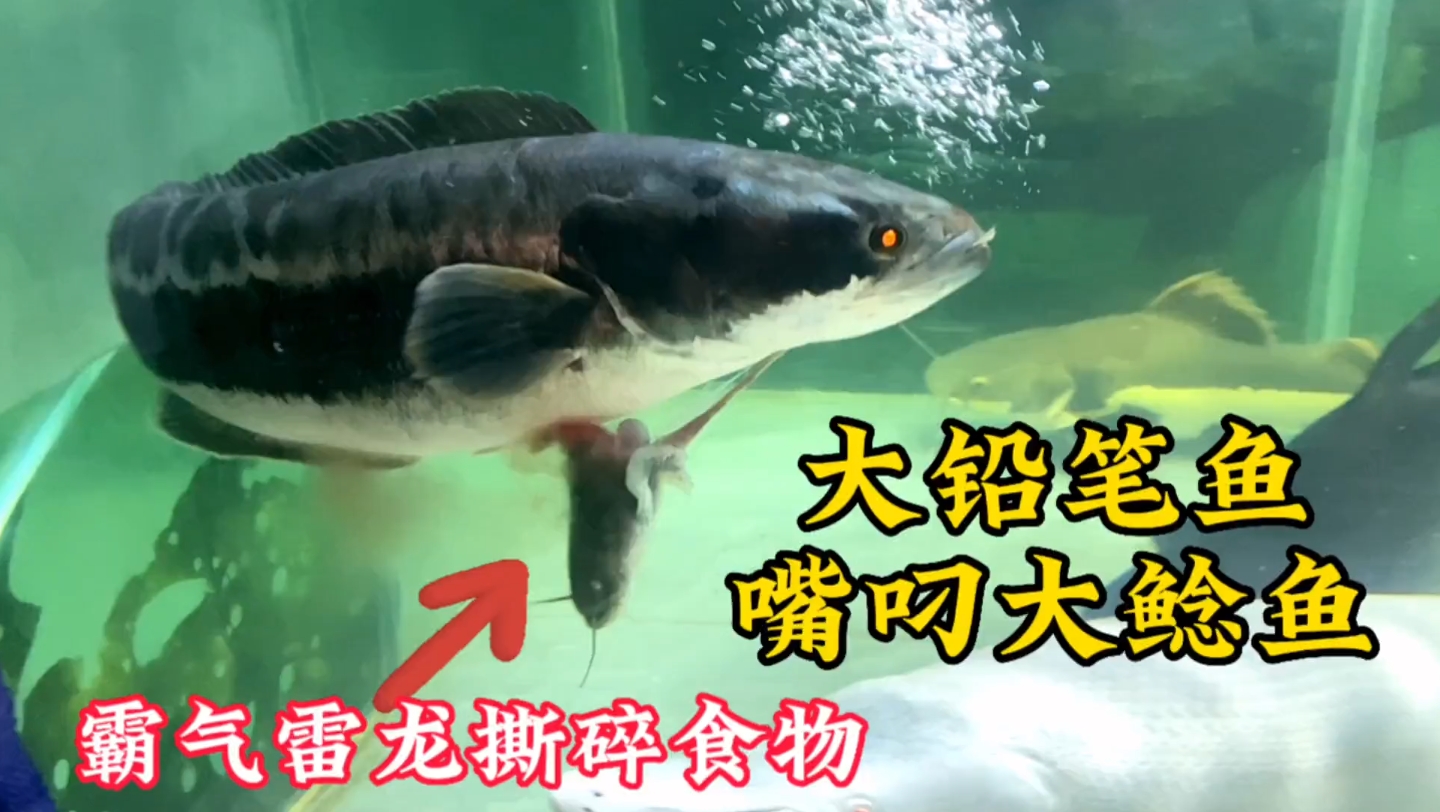 大铅笔鱼瞬间咬断40公分鲢鱼，视频记录精彩瞬间