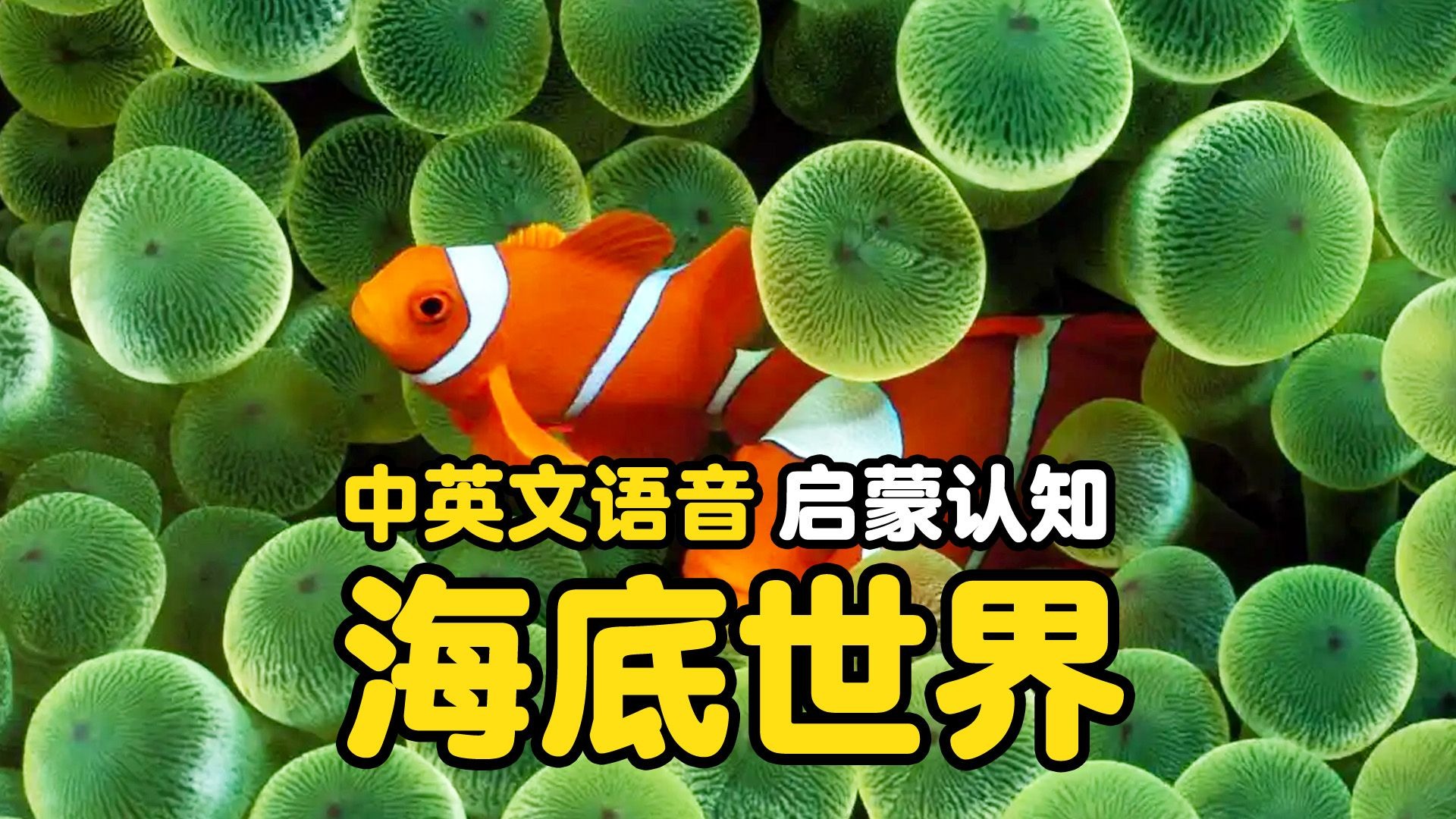 海底世界电子水族馆高清4k一起来海底遨游吧
