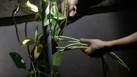 哪里买红薯叶 6a52e048f9e9bc1e5700c68569b3e286f376a336.jpg@280w_158h_1c_100q.jpg