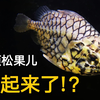 你是鱼！你不是树上的松果儿
