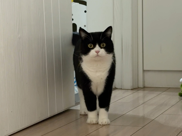 想给大家种草一下奶牛猫！