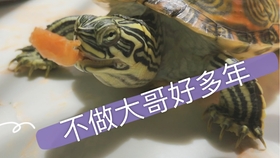 6a735ec90af5025bf261f1e58b210f6f9098c03b.jpg@280w_158h_1c_100q.jpg