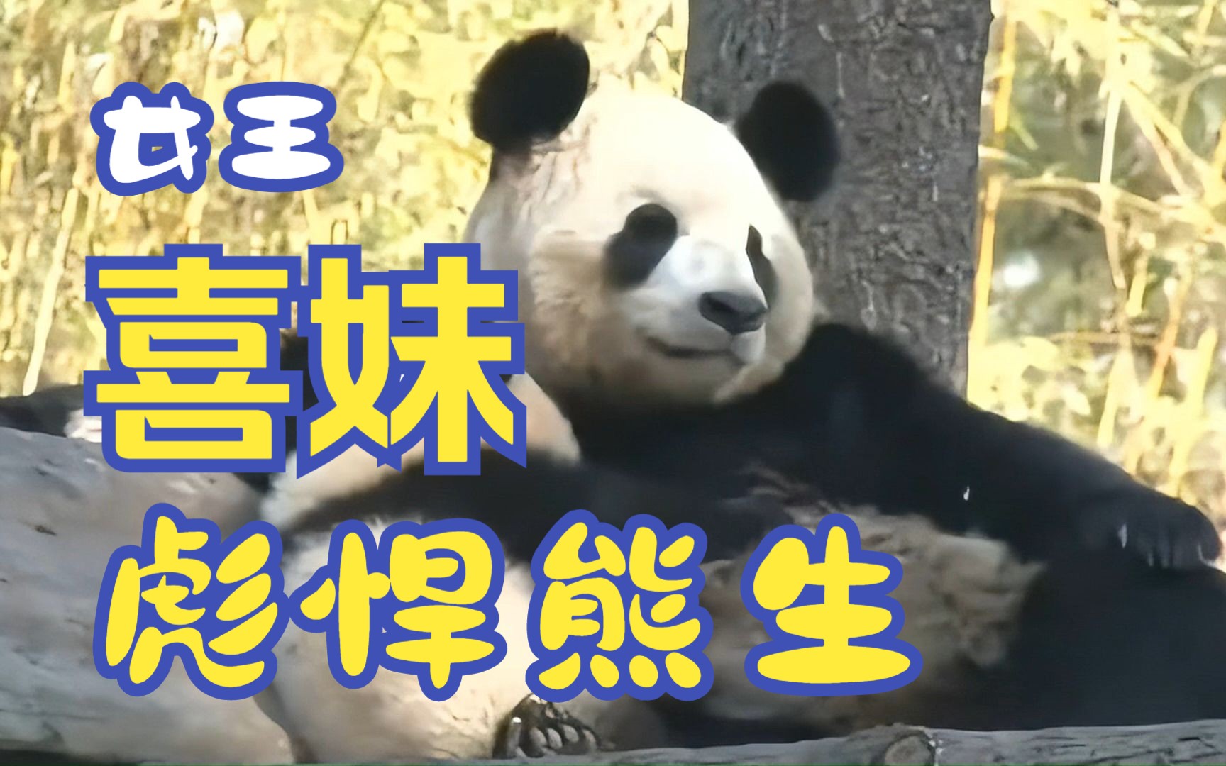 大熊猫喜妹有何魅力，能让这些显赫战绩的公熊猫都迷得晕头转向？