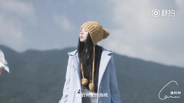 猫的树微电影合辑