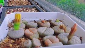 生石花开花会开多久 6aa6e1a0085d7cc7ae93017cc73f24fd8d8f1167.jpg@280w_158h_1c_100q.jpg