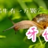 【科普】蜗牛是牙齿最多的动物？
