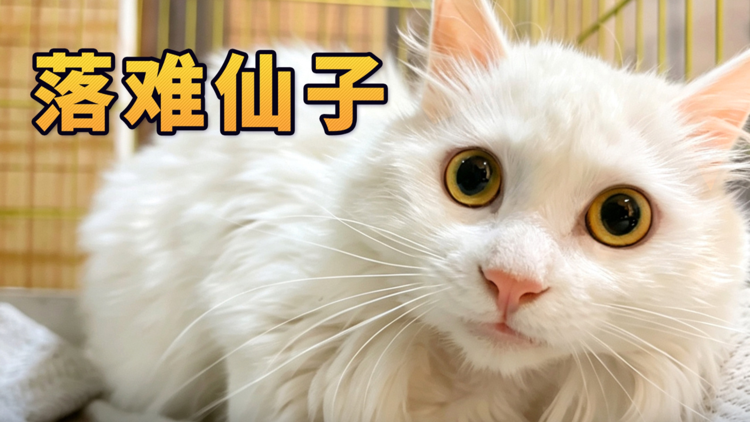 不儿，这猫也能流浪啊？！