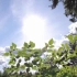 【空镜头】夏季天光蓝天树叶 素材分享