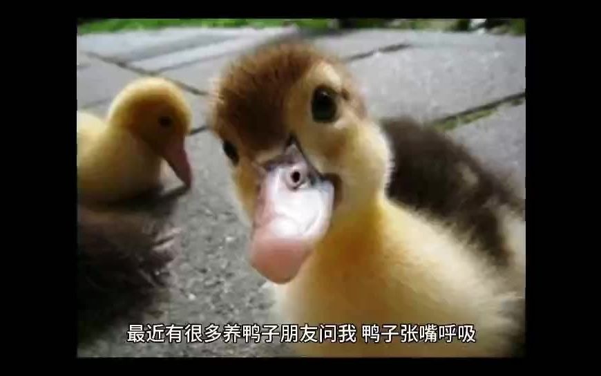 鸭子张嘴出气是什么病小鸭子为什么老张嘴呼吸鸭子张嘴喘气什么原因
