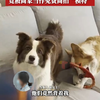 女子花重金寄养宠物犬，竟被商家当作免费商拍“模特