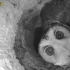 树洞里的猫头鹰（1），摄像头记录，有点长，没事慢慢看