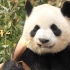 大熊猫吃笋，下饭必备
