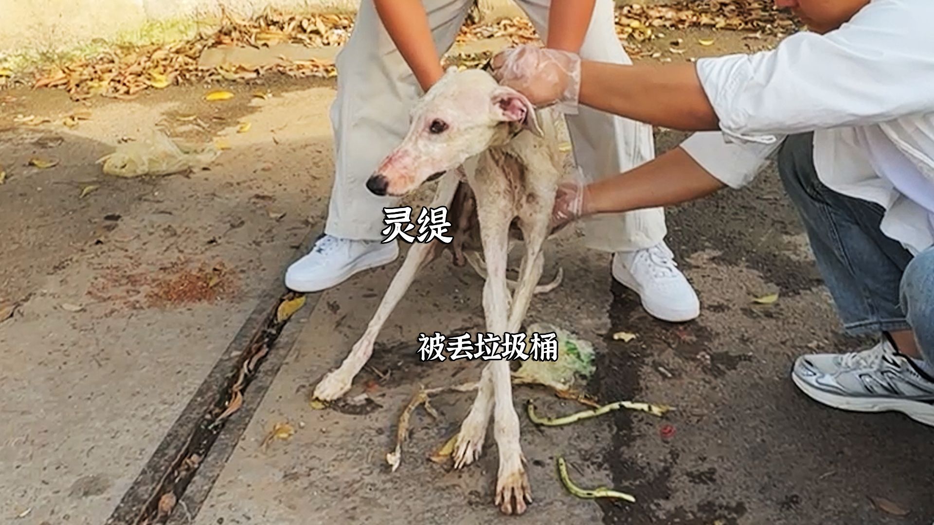 灵缇生病了，直接被遗弃，丢进垃圾桶！