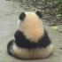 熊猫生气暴走的样子, 最后那个你在织毛衣吗