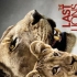 【国家地理频道】最后的狮子 双语字幕 The Last Lions (2011)