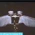 【涨姿势】曾登上《科学》杂志封面的仿果蝇扑翼机DelFly Nimble