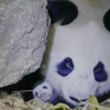 护林员巡山时发现野生大熊猫母子，熊猫妈妈时刻保持着警惕
