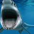 【纪录片/NHNZ】【低清】白鲨的故事