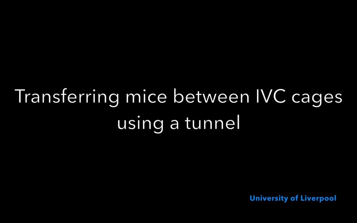 jane_hurst-tunnel_handling_at_ivc_cage_cleaning
