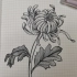 【线描画】菊花的画法3