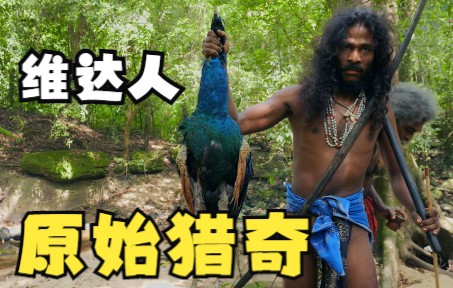 原始部落中的维达人，栖居雨林自给自足，一只孔雀做成三道菜