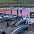 每年上千头鲸鱼被捕杀，这场残忍的屠戮，撕下了西方最后的遮羞布