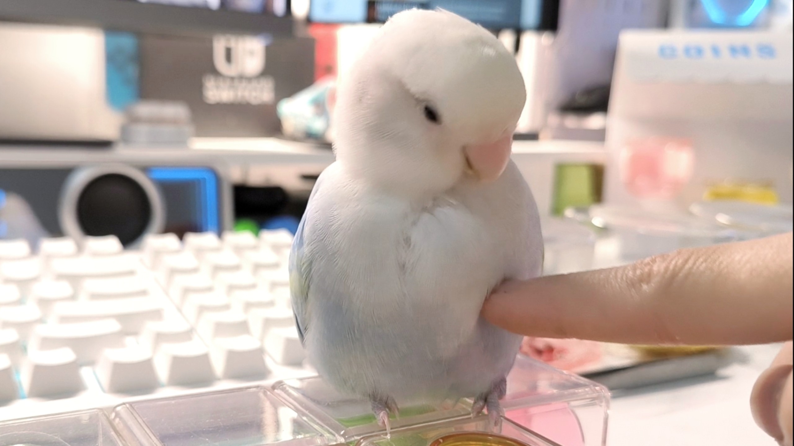 物种：鸟，爱好：人🐦🩵🥰