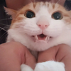 猫： 禽～人～劫